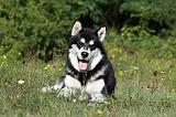 ALASKAN MALAMUTE 368